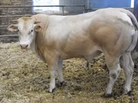 Bik, Blonde d’Aquitane cattle — fotografija 1