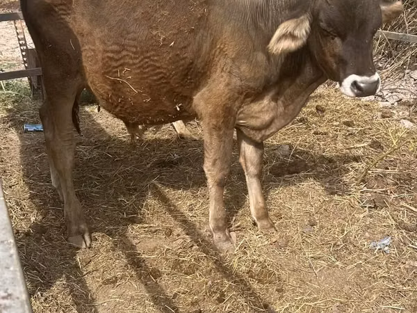 Bull, Cattle — Kyrgyzstan