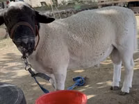 Ram, Dorper sheep — photo 2