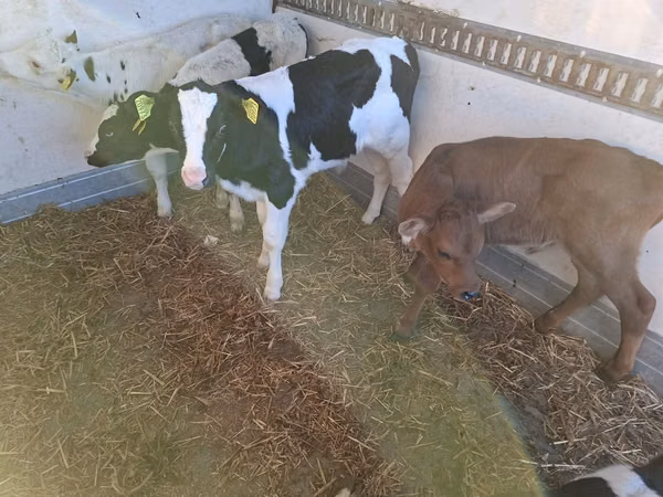 सांड, Russian Black pied cattle — पोलैंड