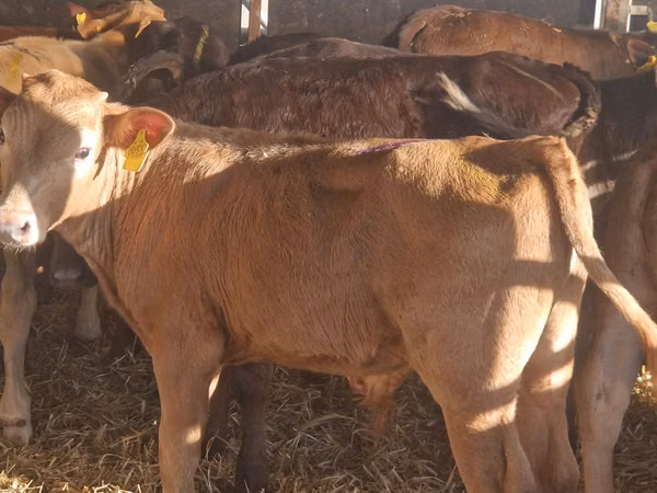 Cattle (batch, sex not specified), Cattle