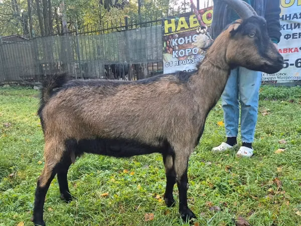 بز ماده, Alpine goat