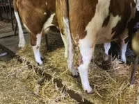 Cow, Montbéliarde — photo 2