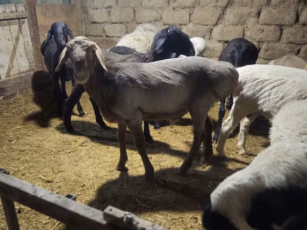 Ram, Sheep — Kyrgyzstan
