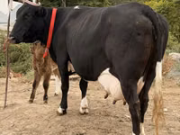 Vacă, Russian Black pied cattle — foto 2