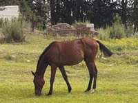 Horse (M), Anglo-Arabian — photo 1