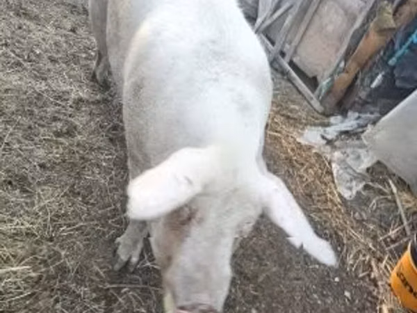 Prasnice, Prasata — Maďarsko