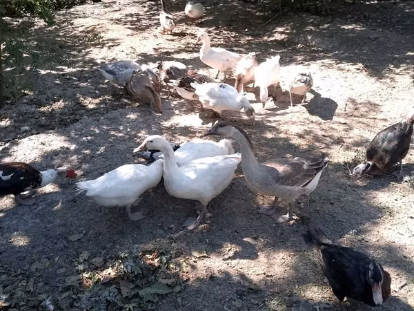 Geese — Azerbejdżan