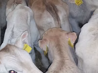 Bovini (lotto, sesso non specificato), Simmental cattle — foto 2
