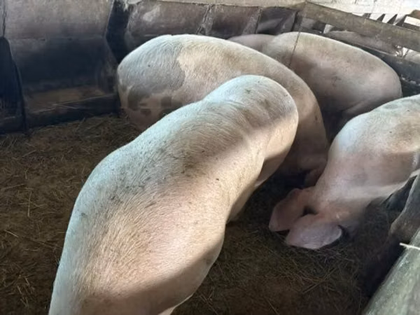 Pigs (batch, sex not specified), Pigs — Hungary