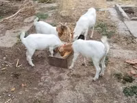 Goat, Goats — photo 1