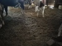 Bovins (lot, sexe non indiqué), Vache kazakhe à tête blanche — photo 7