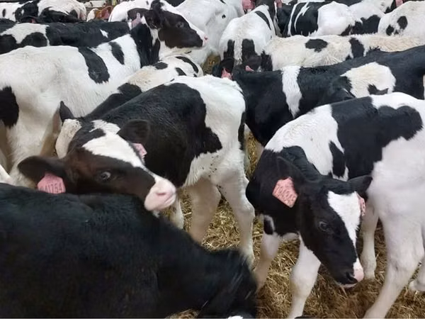 Bull, Holstein breed