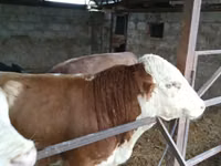Bulle, Simmental cattle — Foto 3