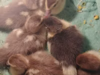 Ducks — foto 1
