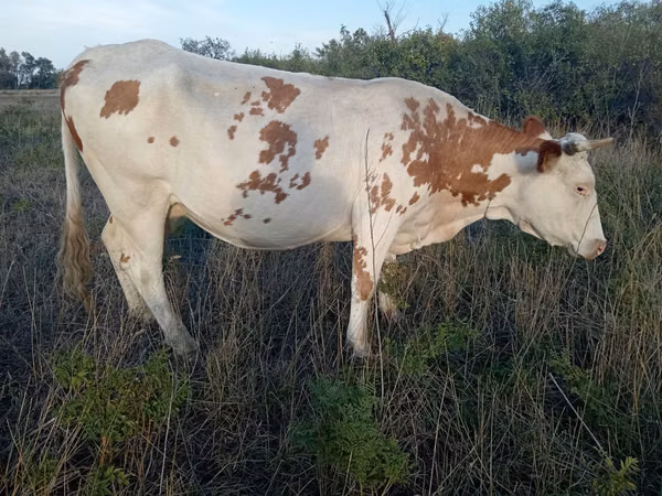 Cow, Simmental cattle — Kazakhstan