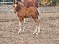 Mare, Horses — photo 8
