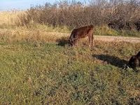 Cow, Alatau breed — photo 5