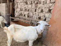 Goat, Saanen goat — photo 4