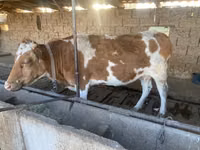 Krava, Simmental cattle — foto 5