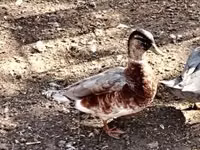 Ducks — फ़ोटो 1