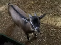 Goat, Goats — photo 2