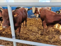 Bovins (lot, sexe non indiqué), Simmental cattle — photo 5