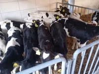 ወንድ በሬ, Simmental cattle — ፎቶ 2