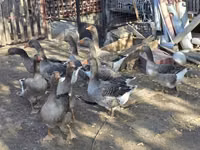Geese — zdjęcie 6