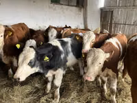 Cow, Simmental cattle — photo 4