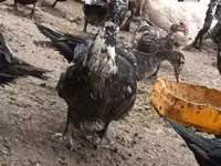 pato criollo doméstico — foto 4