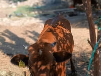 Cow, Cattle — photo 4