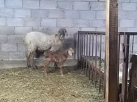 암양, Arashan sheep — 사진 4