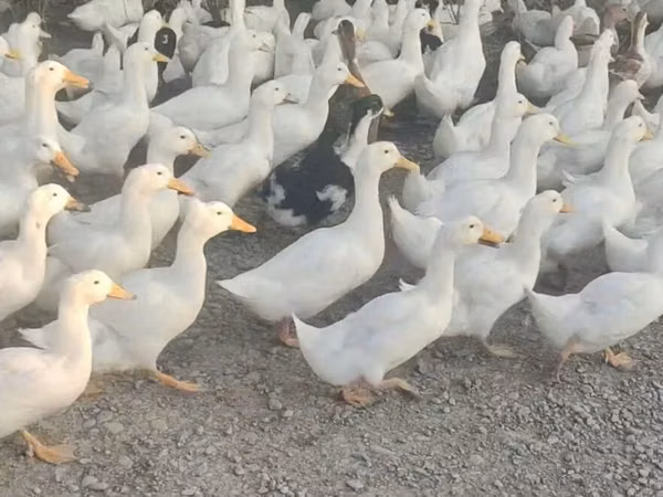 Německý pekin
