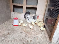 Chickens — عکس 1