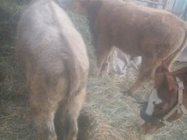 Bull, Auliekol breed