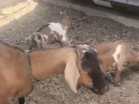 Echki, Czech Brown Shorthaired goats — 3-rasm
