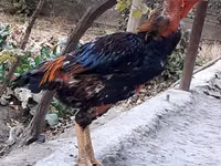 Chickens — عکس 1