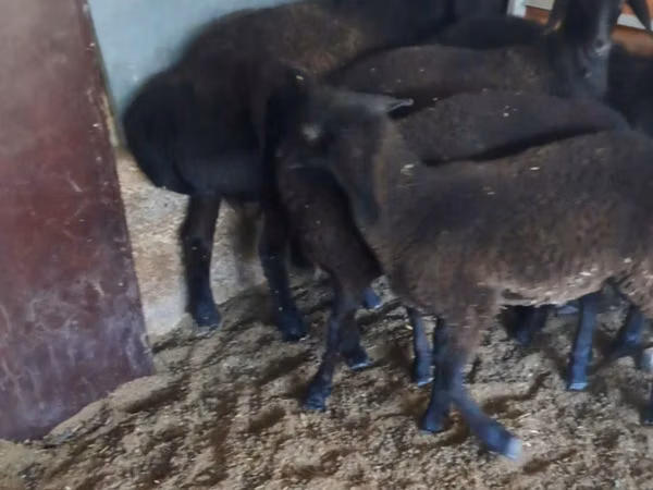 Ram, Sheep