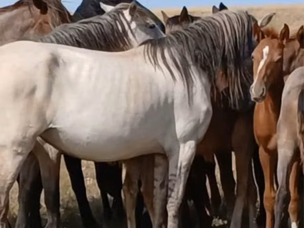 Mare, Horses — Kazakhstan