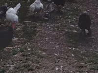 Turkeys — ছবি 4
