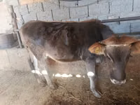 Cow, Swiss cattle — photo 2