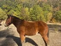 حصان, Međimurje horse — الصورة 2
