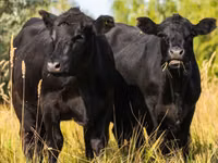 Vache, Aberdeen-Angus — photo 1