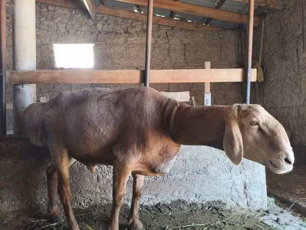 قوچ, Arashan sheep — قرقیزستان