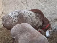 Ram, Rhon sheep — photo 4