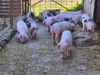 หมูป่าตัวผู้, หมู — รูปภาพ 8