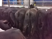 Bull, Aberdeen-Angus — photo 2