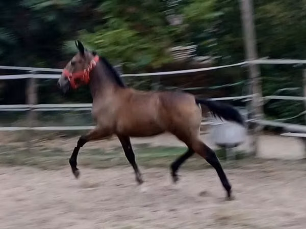 Cavalla, Lipizzaner