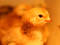 Rhode Island Red — photo 1